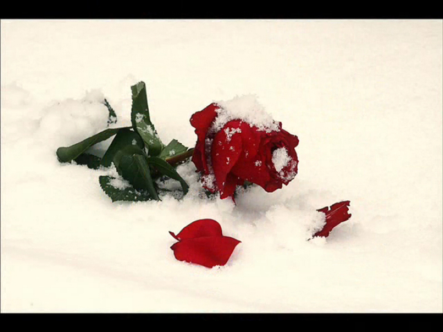 Ефрем Амирамов — Соловей и роза